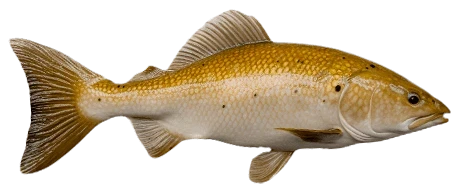 Czerwony garbus