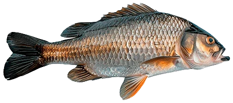 Karp
