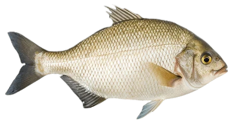 Tuńczyk