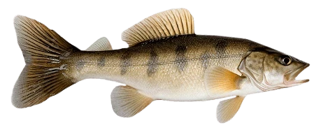 Sandacz Zwyczajny