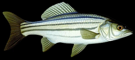 Snook pospolity