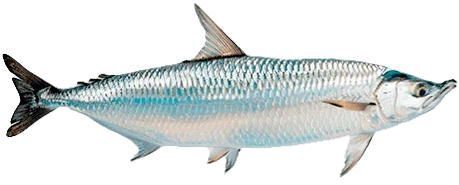 Tarpon